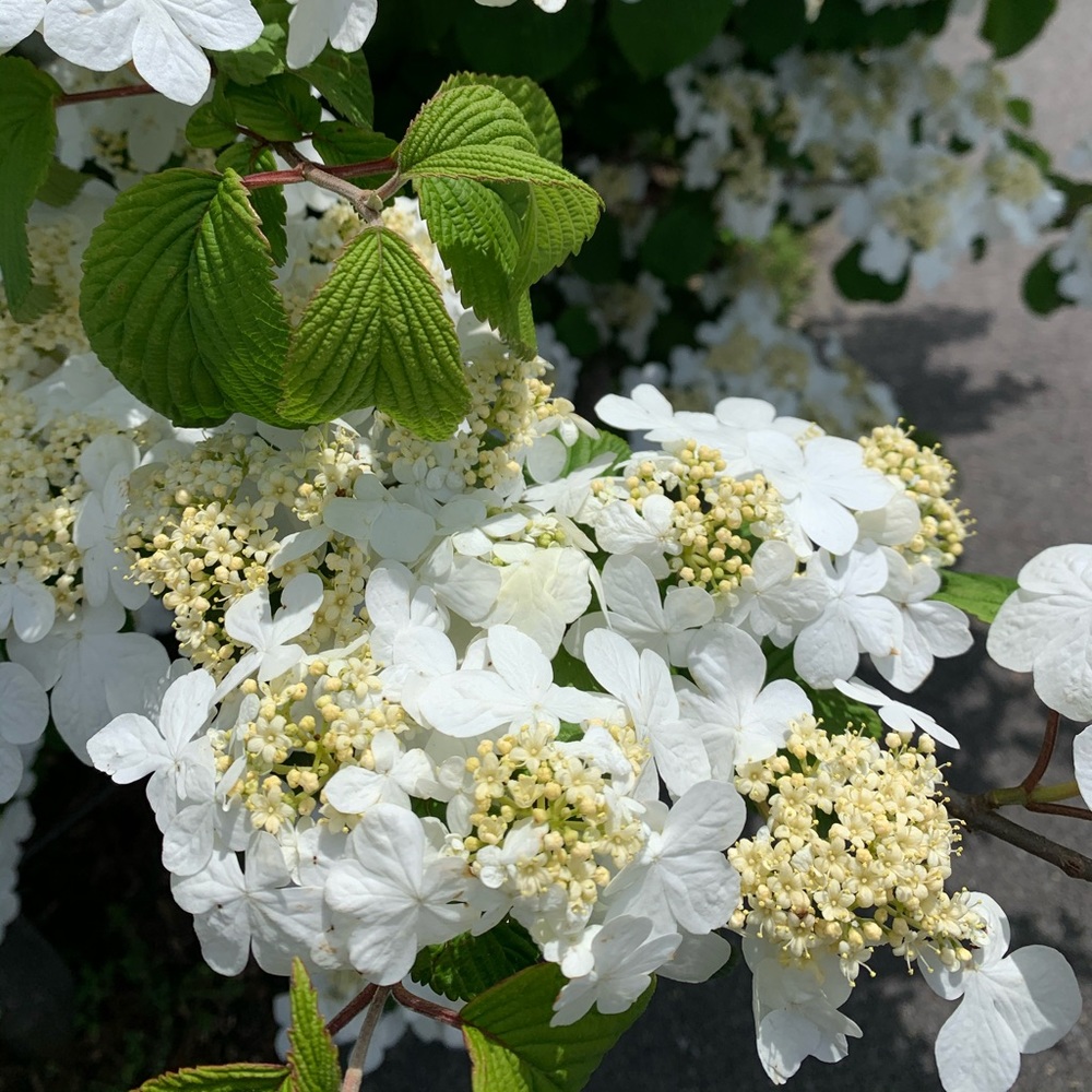 Meet your Posher, Lis